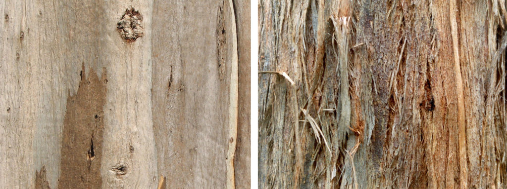 gum tree bark types
