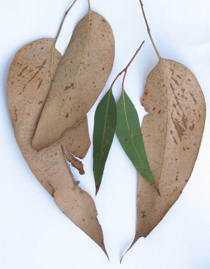 messmate vs scent bark leaves